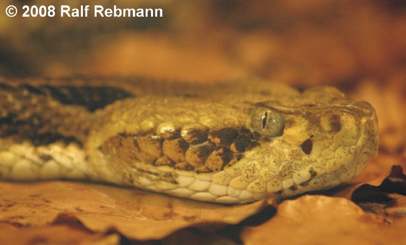 Crotalus horridus Bild12